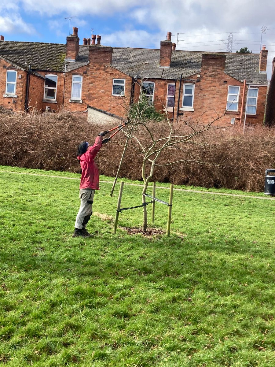 Planting some bushes at #DruidsHeathGreen #ForestGarden today and in #Stirchley we've been pruning the #HeritageApple and pear trees in #StirchleyPark