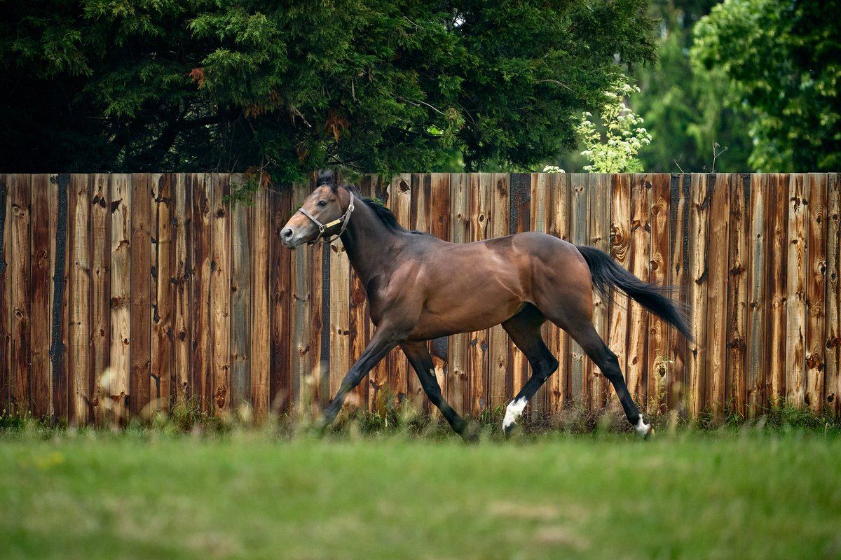 NatStudStallion's tweet photo. Everyone's talking about Lope Y.... 
First 2yo's on the track incoming 2025 💥

🗣️ "I have a couple of Lope Y Fernandez 2yo’s,  both of them are tough, forward-going sorts with plenty of size and bone." - 𝗥𝗮𝗹𝗽𝗵 𝗕𝗲𝗰𝗸𝗲𝘁𝘁  

 #NSstallions #FirstcropFernandez #LYF https://t.co/oy0zaezQmA