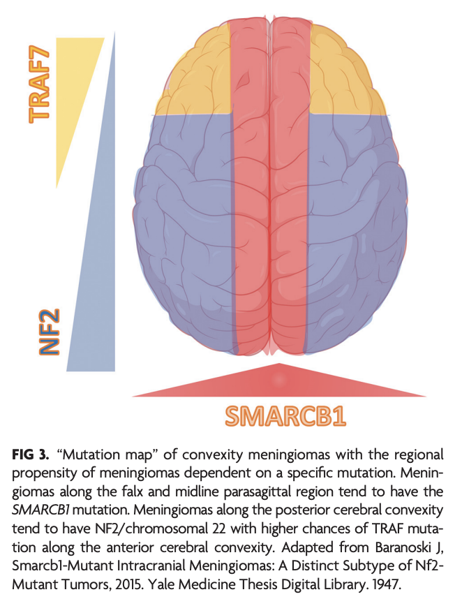 TheAJNR's tweet photo. "Meningioma: Molecular Updates from the 2021 World Health Organization Classification of CNS Tumors and Imaging Correlates"

https://t.co/8h33Pwm0dR

@NeetuSo27437480 https://t.co/orkJsOtqTh