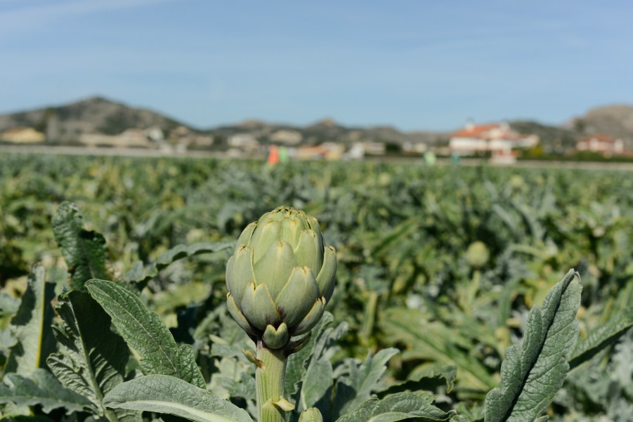 Vida Rural (@vrural) on Twitter photo Las propiedades antioxidantes de la #alcachofa la protegen contra las bajas temperaturas, lo que “podría utilizarse como estrategia para minimizar las pérdidas económicas causadas por las heladas”, según un estudio de <a href="/CIAGRO_UMH/">CIAGRO-UMH</a>
Más información aquí 👇
shorturl.at/ypVpD Las propiedades antioxidantes de la #alcachofa la protegen contra las bajas temperaturas, lo que “podría utilizarse como estrategia para minimizar las pérdidas económicas causadas por las heladas”, según un estudio de <a href="/CIAGRO_UMH/">CIAGRO-UMH</a>
Más información aquí 👇
shorturl.at/ypVpD