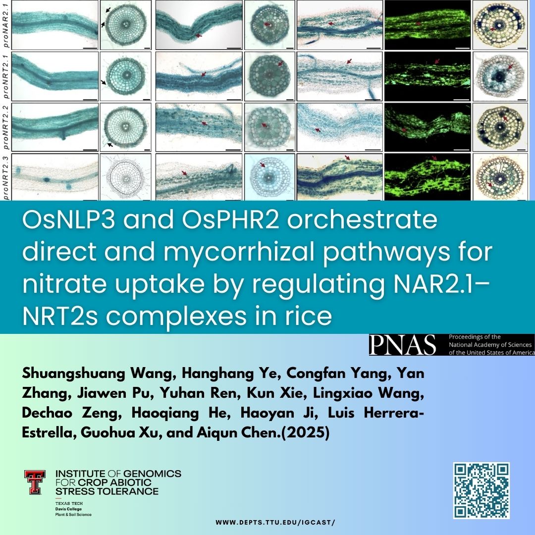 Texas Tech University IGCAST tweet media