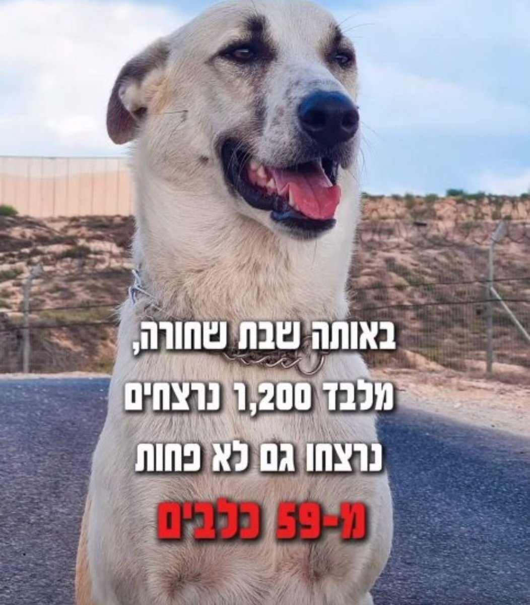 No fewer than 59 dogs were brutally slaughtered on October 7th by Hamas.

They were gunned down at point-blank range or burned alive. Most of these helpless souls were killed alongside their beloved owners in their homes.

We must never forget the evil Israel is fighting against.