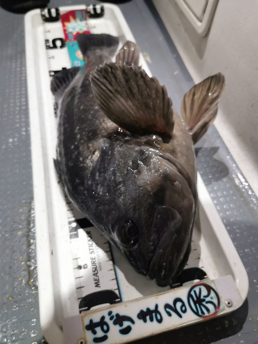 まきぽよ tweet media