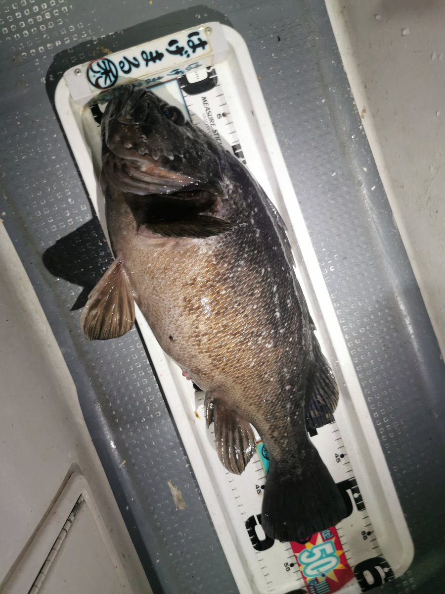 まきぽよ tweet media