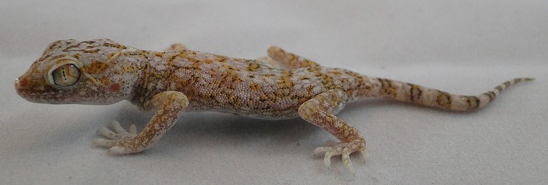 Gulf short-fingered gecko
Scientific name: Pseudoceramodactylus khobarensis
The Gulf short-fingered gecko is found in the family Gekkonidae . It is found on the Arabian Peninsula.