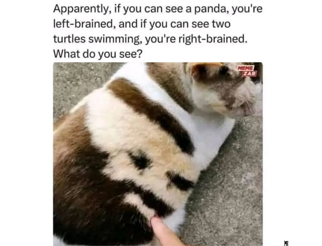 Um, ok, but I see a cat 🤣🤣🤣