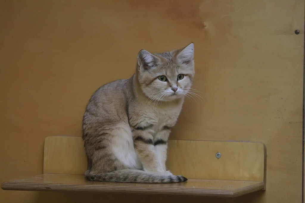 Sand cat
Scientific name: Felis margarita
Also known as the sand dune cat, is a small wild cat living in sandy and stony deserts far from water sources. Its head-and-body length ranges from 39–52 cm (15–20 in) with a 23–31 cm (9.1–12.2 in) long tail.

The first sand cat known to