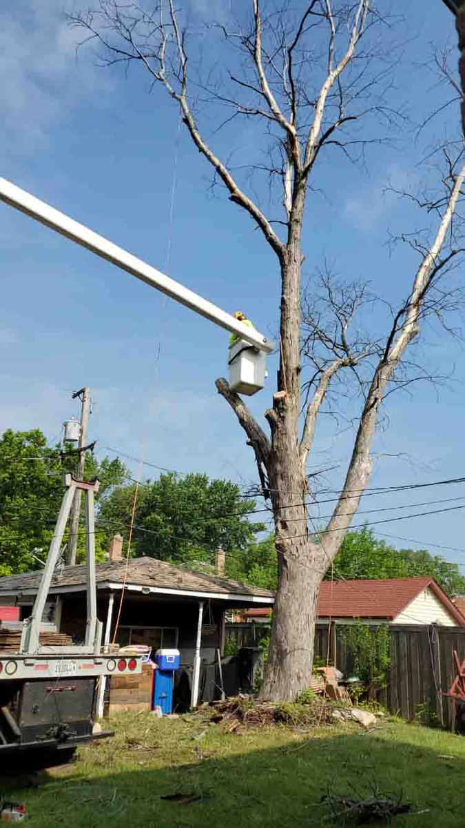 RJOzunasTreeSe1's tweet image. Thinning your trees can improve their health and your landscape’s appearance. Trust our experts to handle your tree-thinning needs. Request a quote by calling (630) 642-4435.
#TreeThinning #ElmhurstIL
elmhursttreeremoval.com/contact