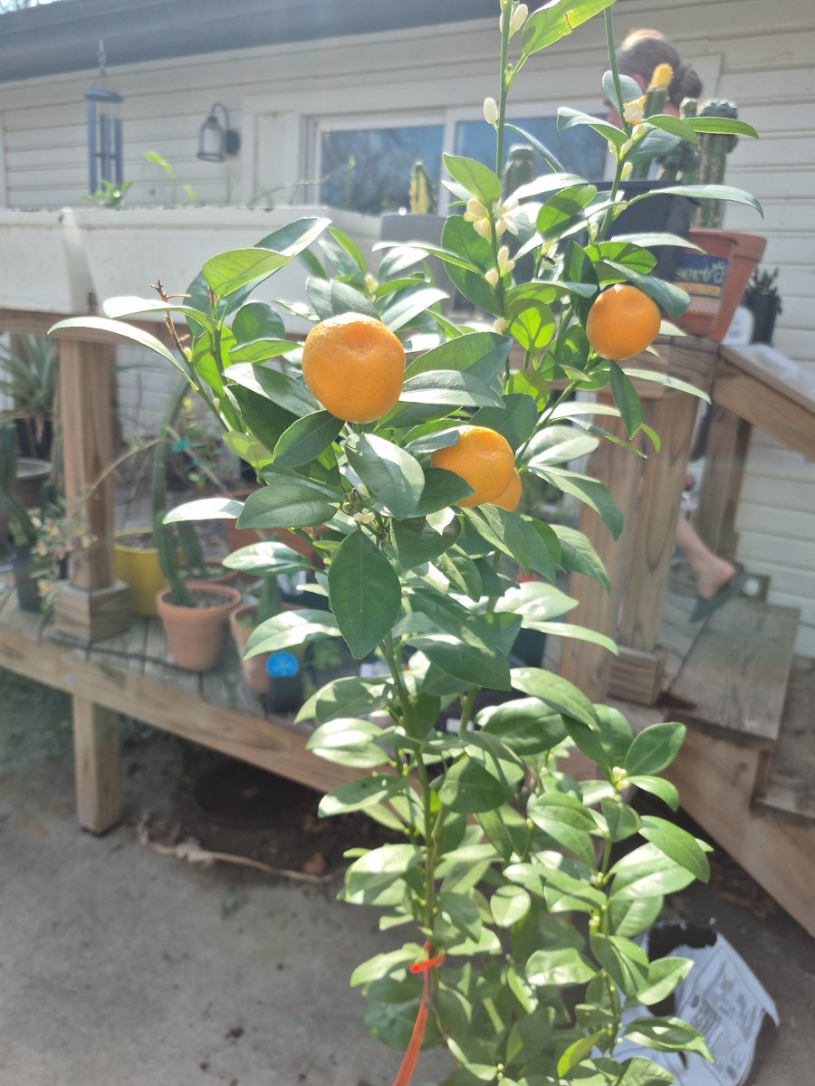 Greenhouse is coming along. Cannot wait to have our citrus and cacti all happy.