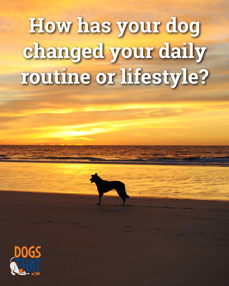 susangarrett's tweet image. How has your dog changed your daily routine or lifestyle? 🐶💖🐾 #DogLife #DailyRoutine #DogsThat #DogBehavior #DogOwner #DogLover #DogOwnerLifestyle