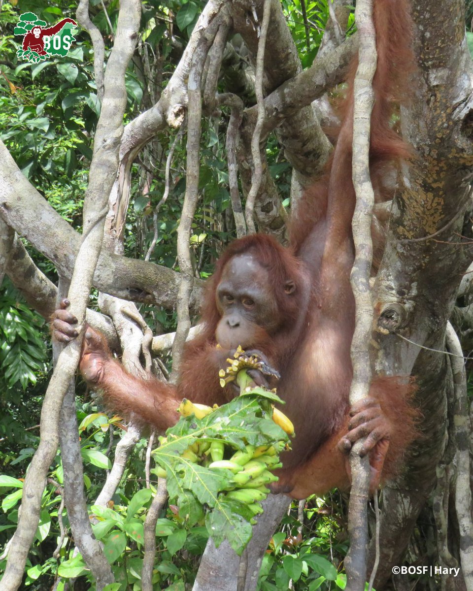 BOS_AUS's tweet image. Happy Tummy, Happy Life.😋 

Our technicians are on the pre-release islands daily, checking in on the #orangutans while providing supplemental food. 

And what a feast it always is! Look at Moci, Napri, Longkong and Lanting enjoying their fruits. 

#wildwednesday #saveorangutans