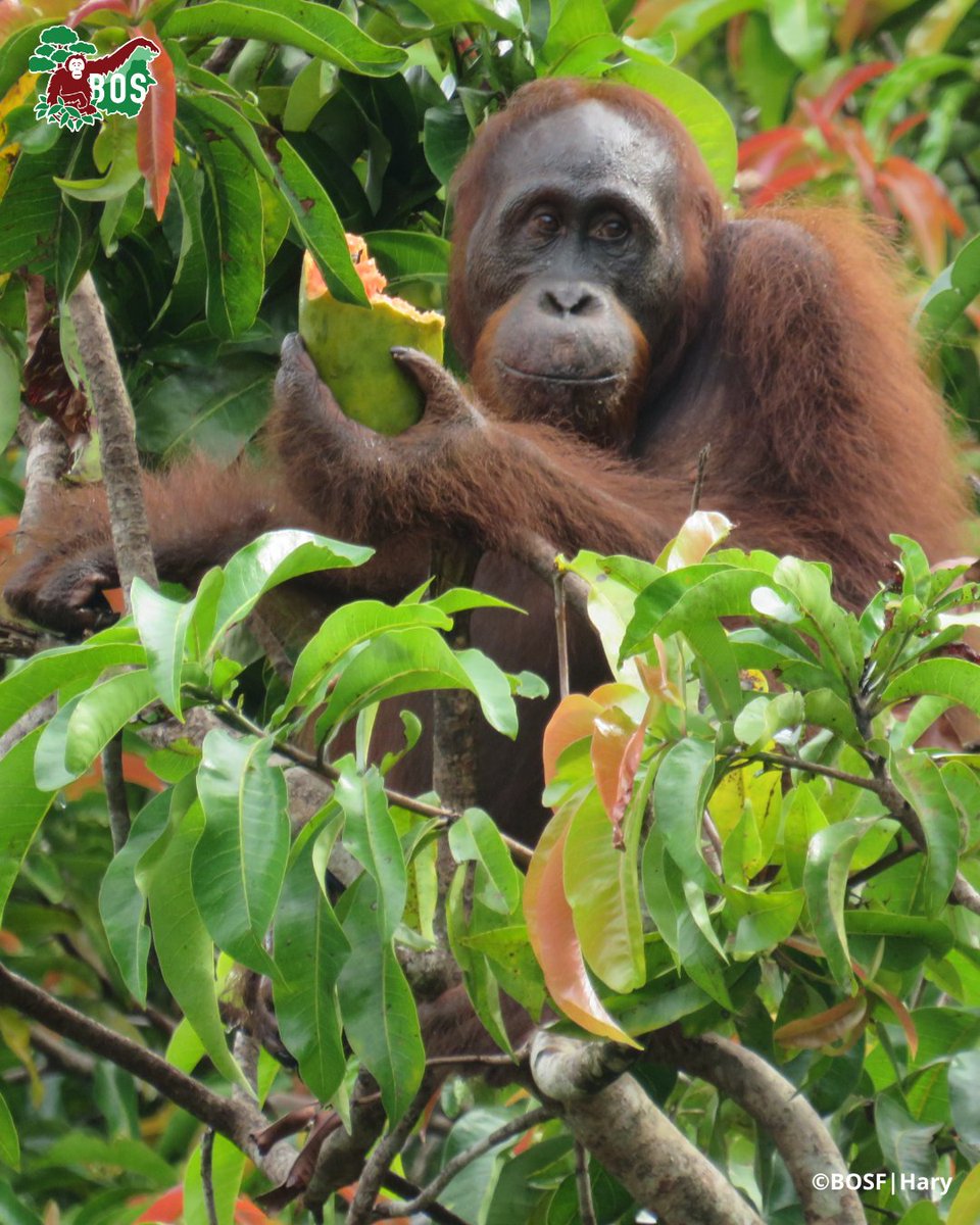 BOS_AUS's tweet image. Happy Tummy, Happy Life.😋 

Our technicians are on the pre-release islands daily, checking in on the #orangutans while providing supplemental food. 

And what a feast it always is! Look at Moci, Napri, Longkong and Lanting enjoying their fruits. 

#wildwednesday #saveorangutans