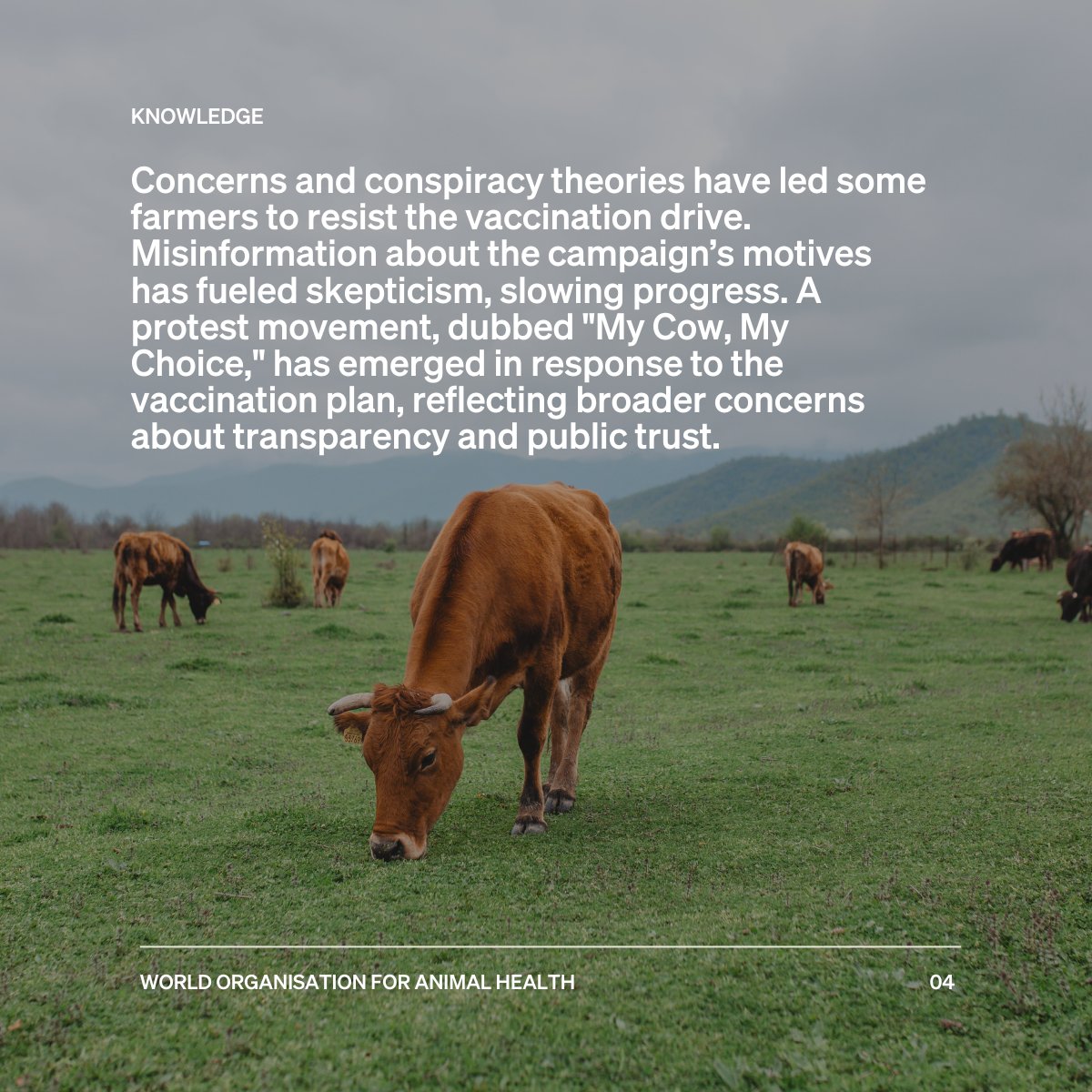 WOAH's tweet photo. Often disinformation can stand in the way of improving #animal health. 
The consequences of untruthful or misleading statements can increase the risk for animal and zoonotic diseases to quickly spread and erode people’s trust in authorities, undermining health responses.