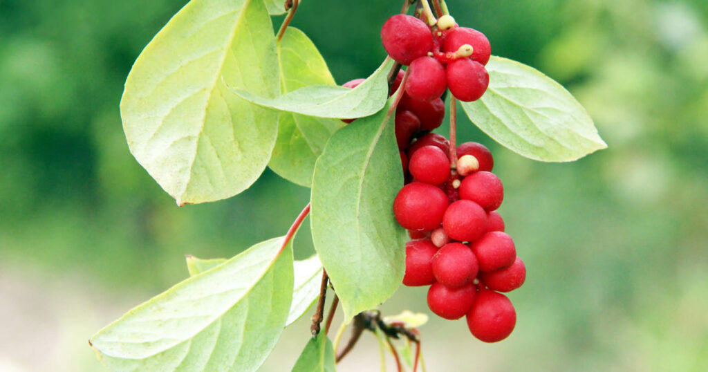 RickCrutcher's tweet image. Schisandra Berry can help the body defend against free radicals, promote brain health, support the body’s response to stress. #adaptogens #destress #brainhealth #wellness