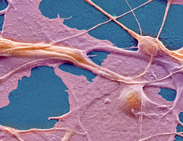 scisignal's tweet image. In the latest issue, a team demonstrates that the modification of the chromosomal passenger complex—a protein complex that’s critical for the #CellCycle—determines the #pluripotency of embryonic stemlike cells. @TokushimaUniv scim.ag/4b8BTsf
