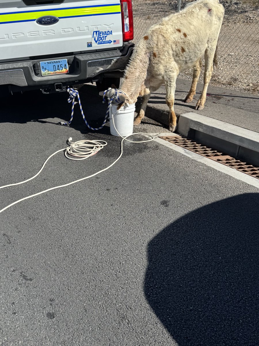 nevadadotvegas's tweet photo. Avoiding udder chaos!🐮NDOT crews helped corral a runaway cow that was mooooving a little too close to traffic. Thankfully, there were no cowlisions and this bovine was brought to safety by animal control. 🐄🤠 https://t.co/QYr3rrUl05