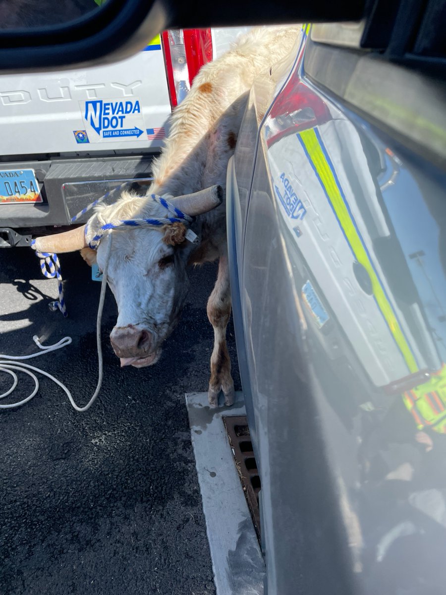 nevadadotvegas's tweet photo. Avoiding udder chaos!🐮NDOT crews helped corral a runaway cow that was mooooving a little too close to traffic. Thankfully, there were no cowlisions and this bovine was brought to safety by animal control. 🐄🤠 https://t.co/QYr3rrUl05