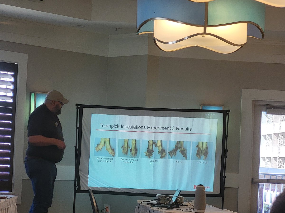 chikoti_mukuma's tweet photo. @ModernScholar2 presenting his Crown rot inoculation method journey at the Corn Disease Working group meeting in Pensacola FL https://t.co/cn5WxQTMm8