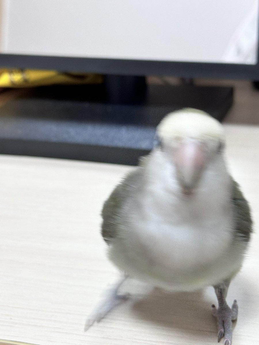 데이지 사진 10장 찍으면 9장은 잔상