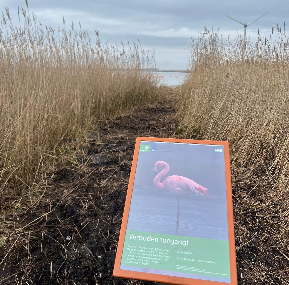 Flamingo's beschermen tegen 'liefhebbers'. Deze 'tankbaan' dwars door leefgebied van baardmannetjes (die zijn hierdoor vertrokken), is gemaakt door lieden met lenzen zonder fatsoen.
Gelukkig staat er eindelijk een bord en wordt de handhaving opgevoerd. 

Natuur voor natuur! 💪