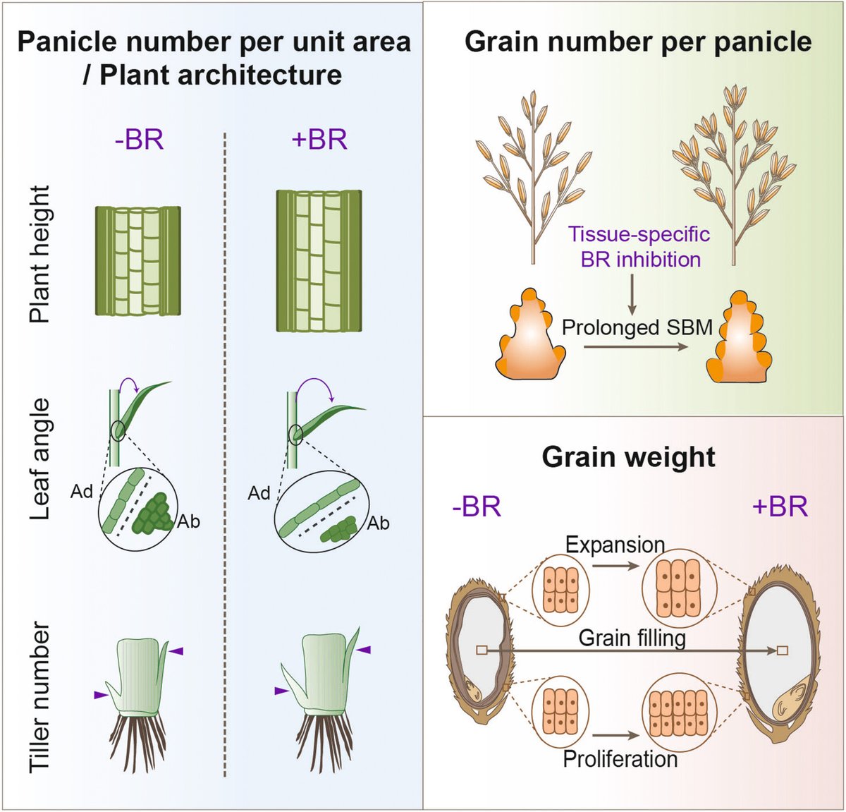 Free to read!🔓👇
This new #JIPB review explores past, present, and future roles of #brassinosteroid-centric #phytohormone interactions in #crop #plants. 
Find out what's new and next--in the lab and the field! 
doi.org/10.1111/jipb.1… @wileyplantsci #agriculture #CropSci