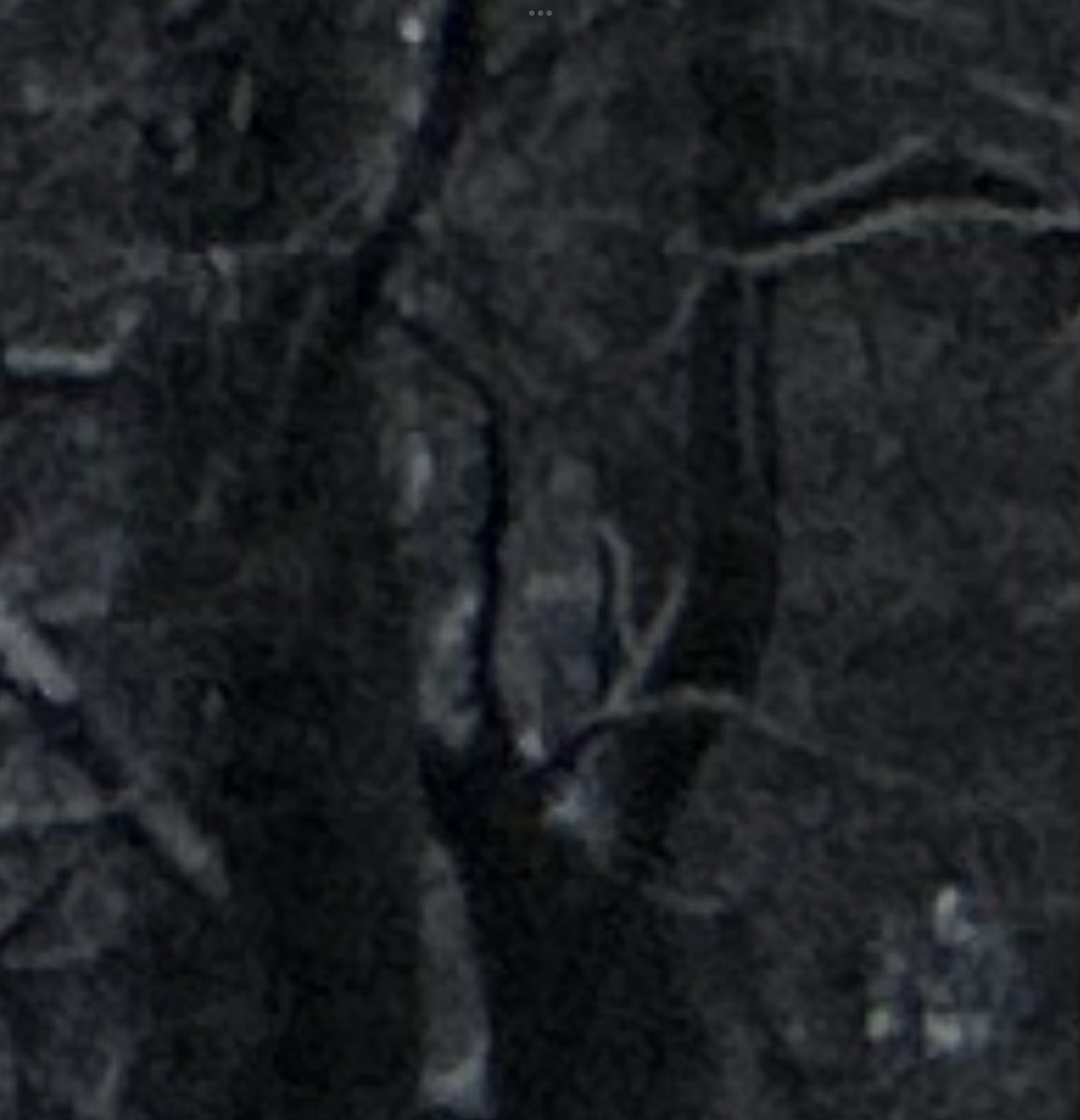 colleen_girl's tweet image. ANOTHER PHOTO. - LOOK FOR THE ALIEN FACES, THE SIGNATURE E (TO THE LEFT) &amp;amp; THE PERSON IN THE TREE - WHO  DOES NOT EXIST.  #CYBERHACK @AppleSupport @FBI @NYTIMES @WSJ   #IPHONE CAMERA HACKED.  #APPLE