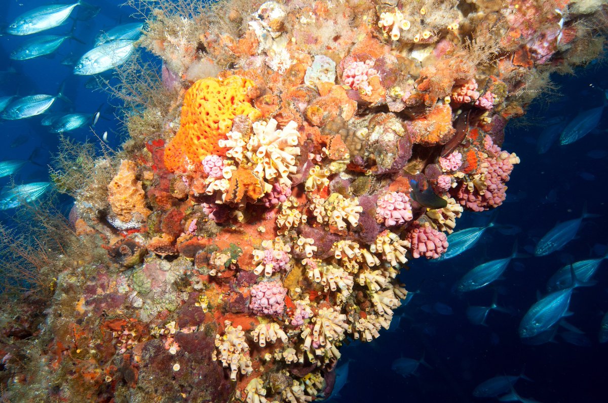 FGBNMS's tweet image. Welcome to #InvasiveSpeciesWeek, an important time to recognize the invasive species at #FGBNMS!

So what makes a species invasive? 
🌱 Be a non-native plant or animal to that region
☢️ Cause harm to the environment, economy, or human health

flowergarden.noaa.gov/education/inva…
#NISAW