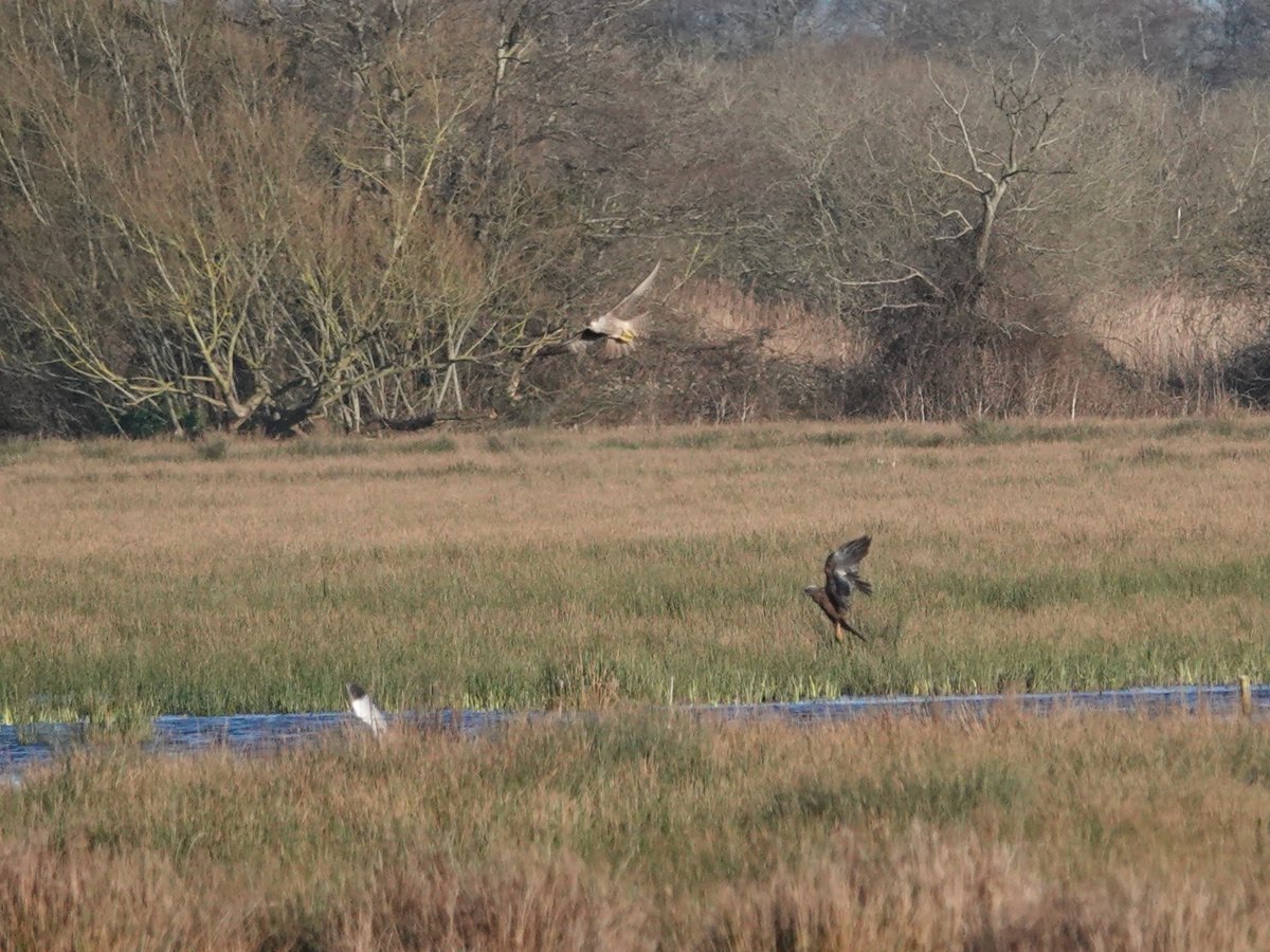Unhappy end to a rare visitor to Catcott this  afternoon snAvocet probably making for Steart was intercepted by 2 Peregines and a Marsh Harrier put up brave attempt to escape but knocked down by a Peregrine but dropped on by the Harrier. Pic. is of its last few seconds