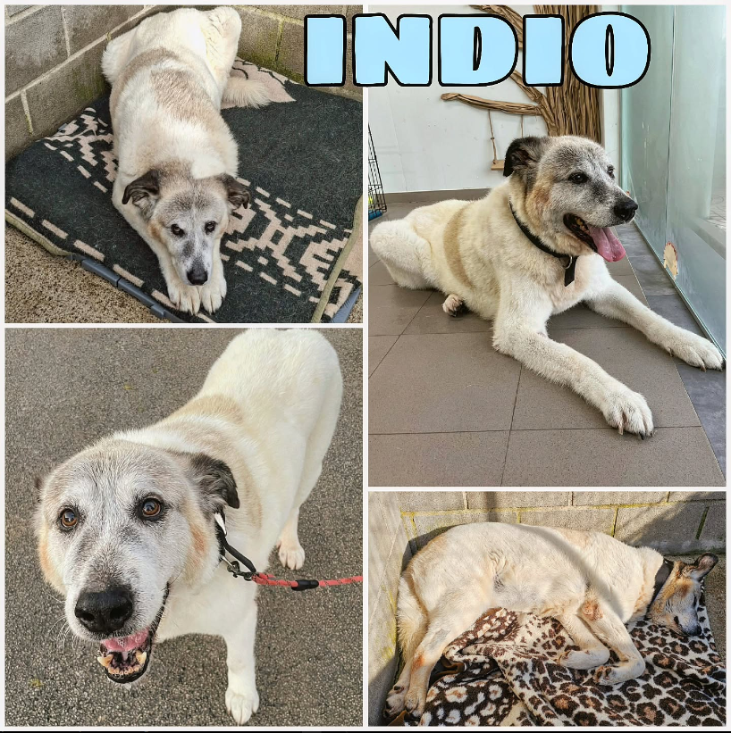 MareaGomez019's tweet photo. 📢 ¡AYUDA PARA INDIO! 💔🐶

Indio es un mastín de 14 años con cáncer. Su refugio cubre todos sus gastos, pero necesita un hogar para pasar sus últimos meses con amor.

🙏 @El_Hormiguero, ¿podéis ayudar?

🔁 RT para encontrarle familia
📍 #IndioEnElHormiguero #AdoptaUnPerroMayor https://t.co/R0XmvGRKeB