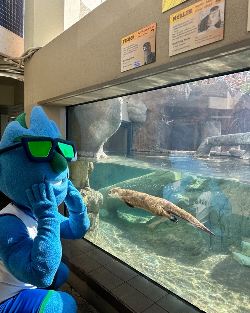 TXStateAquarium's tweet photo. Happy Homecoming, Islanders! 💙💚 The Texas State Aquarium is celebrating this Bluesday Tuesday by painting our feed blue just for you! 🎉 Wishing you luck in all your activities and festivities. When you're ready for a break, come celebrate with us! 🎟️⚓@IslandCampus https://t.co/HDhOcqfKy8