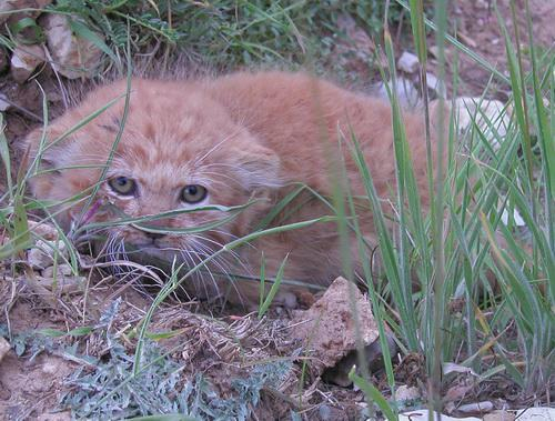 DailyMantle3's tweet photo. garfield found in the steppes of iran https://t.co/8fY84Eu6tP