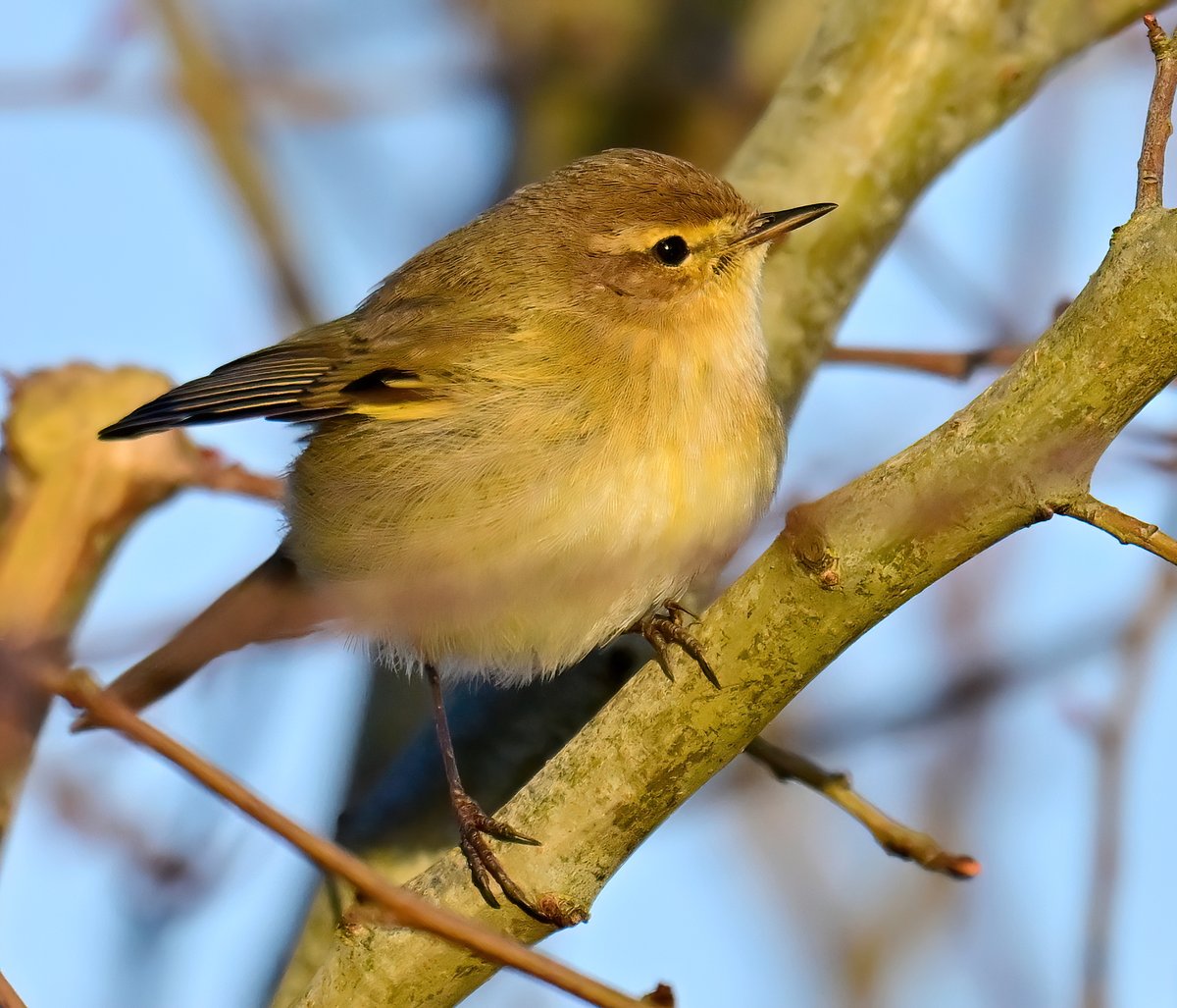 A little Chiffchaff on the Somerset Levels yesterday evening. 😍🐦