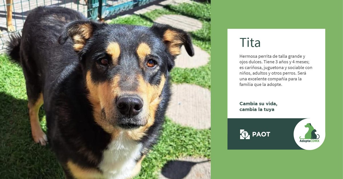 PAOTmx's tweet photo. Te encantará la singular sonrisa de Tita la pequeña juguetona🧸
Si te ganas su confianza descubrirás que es la más cariñosa 💞, adora que le cepillen su pancita🪮, su amor es incondicional✨.
Datos de contacto
📲#whatsaap al 👇🏼554544 3565 o al
📧chelaruizmx@yahoo.com.mx https://t.co/UbhbEl9MGR