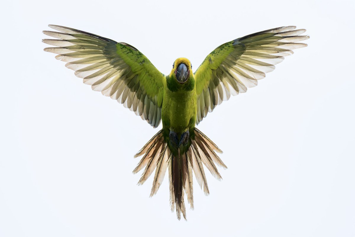 Loro Orejiamarillo!
Anaime - Tolima