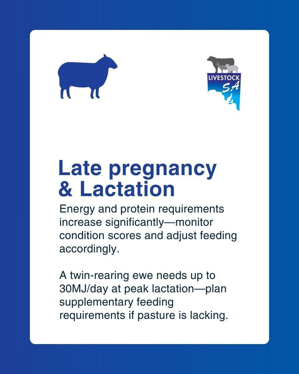 Livestock_SA's tweet photo. Good biosecurity = a healthier, more productive flock! ๐
Monitor pregnancy, provide balanced supplements, and meet energy needs for lactating ewes to boost lamb survival and growth. ๐ช
#FlockManagement #Biosecurity #HealthyEwes
For more, visit https://t.co/ChdwMa4pbA https://t.co/FWcXWwGkJW