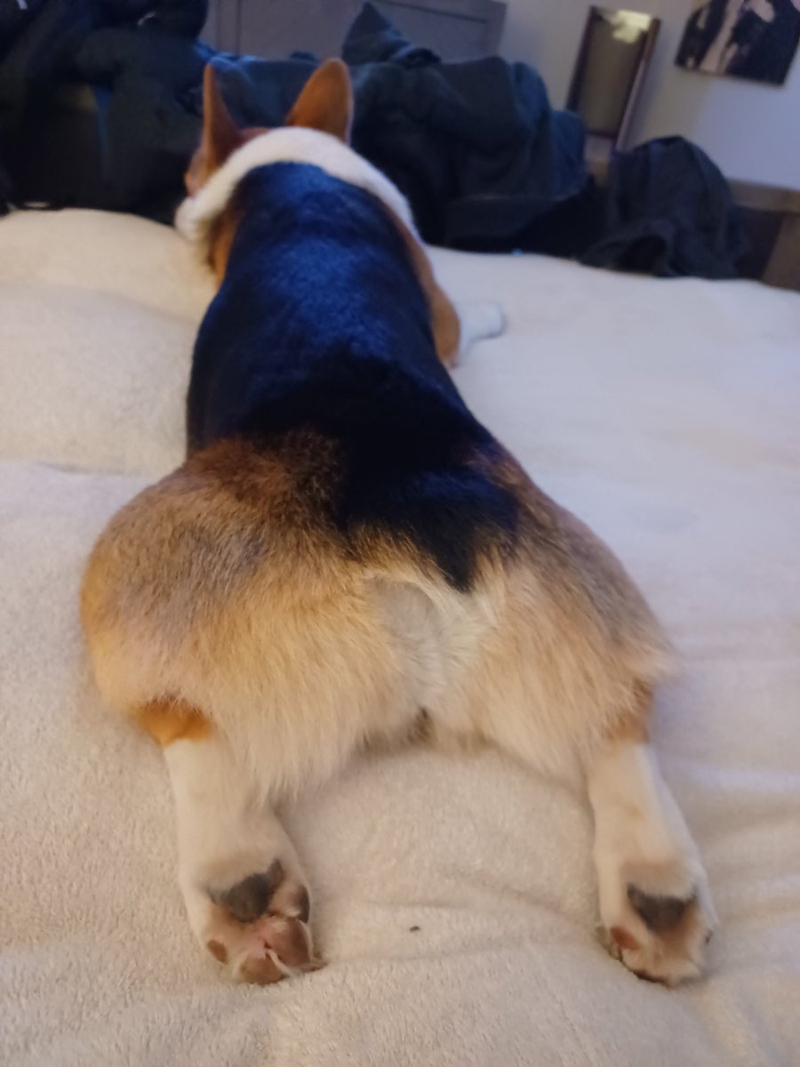 imcorinnemec's tweet image. Current view... 😝❤️ #eveningsploot by #TheodoreCorgivelt 🤩
