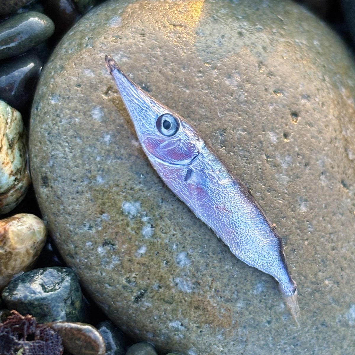 西湘乃海/MASA tweet media