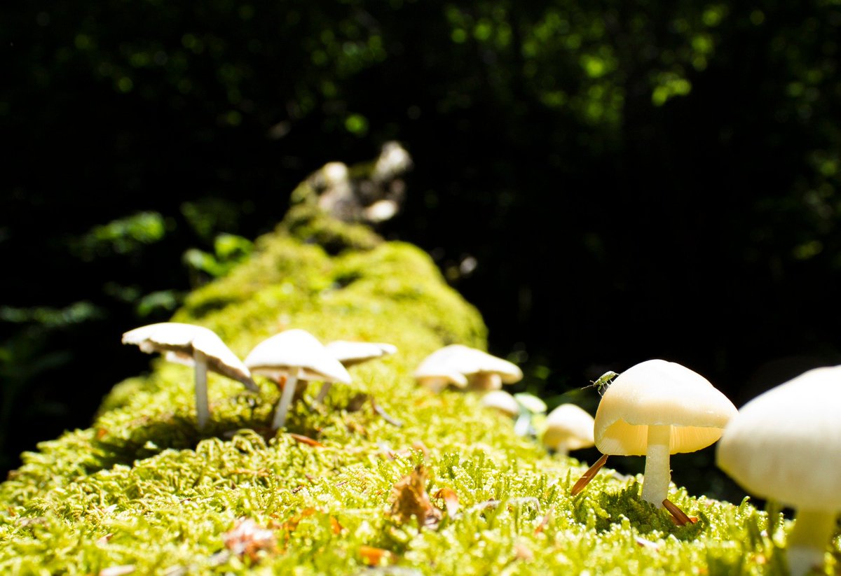 Biodiversity is the backbone of agrifood systems!

3.83 billion people rely on it for their livelihoods.

Protecting biodiversity means food, jobs, and a healthier planet. 🌾🐝🌳

How can we help? Share your thoughts! 👇

#COP16Resumed #PeaceWithNature #COP16Colombia

via <a href="/FAO/">Food and Agriculture Organization</a>