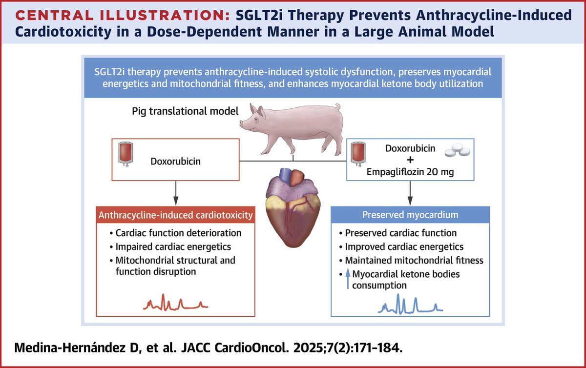 JACC Journals (@jaccjournals) on Twitter photo SGLT2-inhibitors in anthracycline-cardiotoxicity prevention: a question of ketone bodies, myocardial energetics and mitochondria. jacc.org/doi/10.1016/j.…
#JACCCardioOnc #CardioOnc #SGLT2i #Anthracycline <a href="/Borjaibanez1/">Borja Ibanez</a> <a href="/Massimi78530343/">Massimiliano Camilli</a> <a href="/Daniellemedinah/">Danielle Medina-Hernandez</a> SGLT2-inhibitors in anthracycline-cardiotoxicity prevention: a question of ketone bodies, myocardial energetics and mitochondria. jacc.org/doi/10.1016/j.…
#JACCCardioOnc #CardioOnc #SGLT2i #Anthracycline <a href="/Borjaibanez1/">Borja Ibanez</a> <a href="/Massimi78530343/">Massimiliano Camilli</a> <a href="/Daniellemedinah/">Danielle Medina-Hernandez</a>