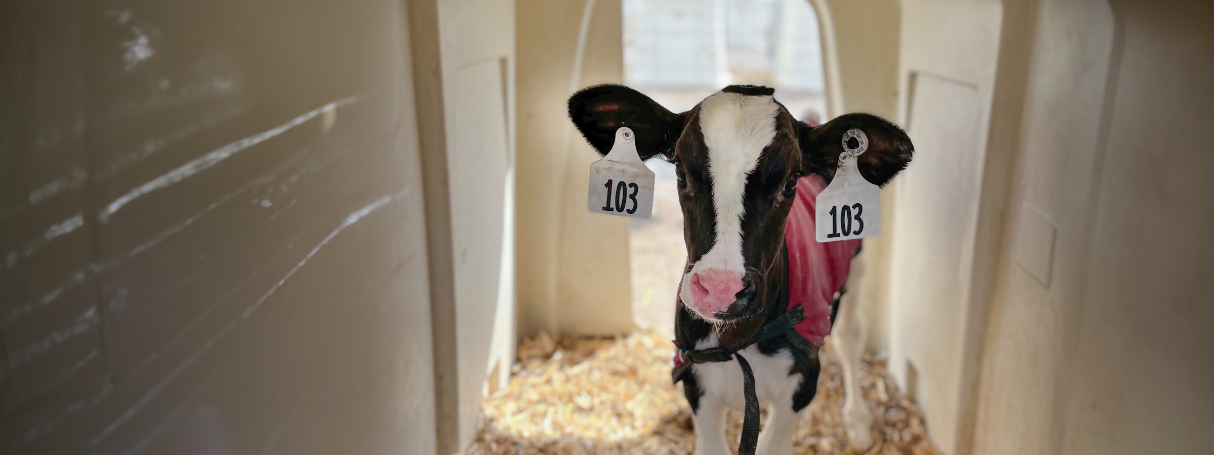 calf rearing calf housing