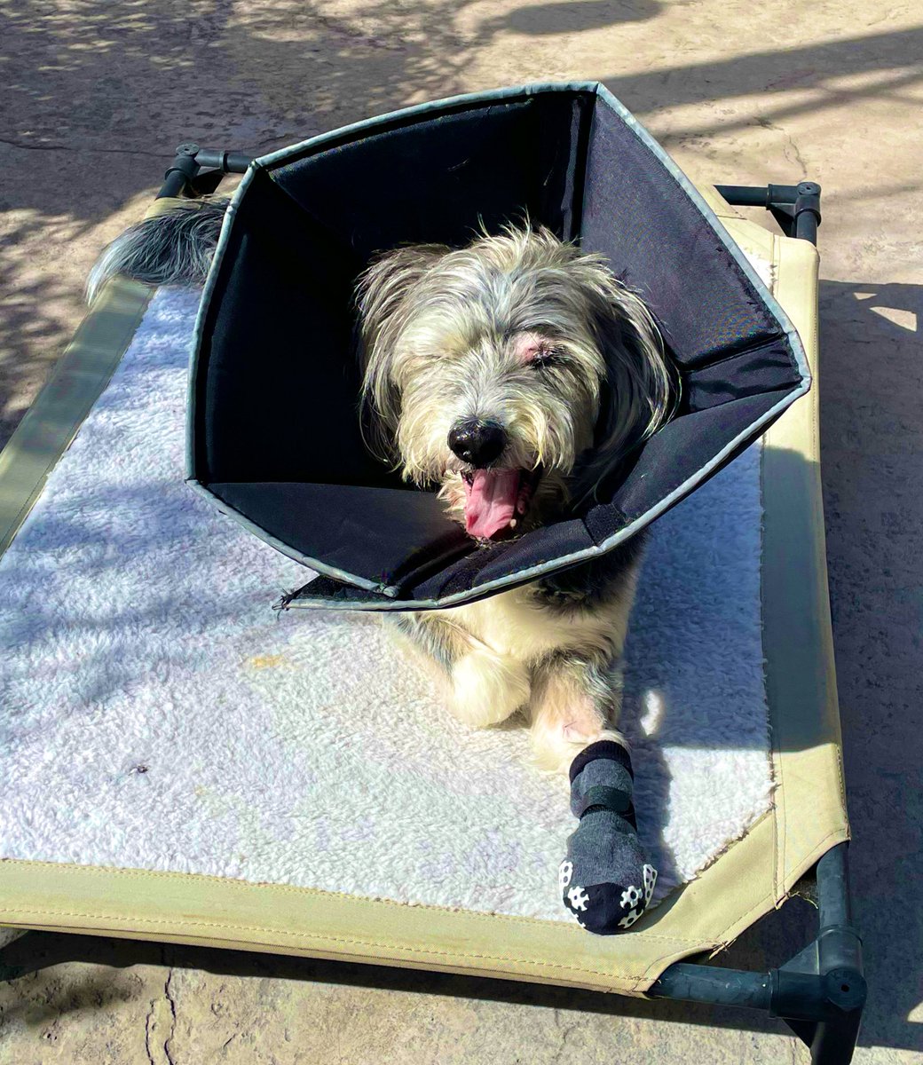 EMDUB21's tweet image. Happy #TOT frens! 
I’m enjoying some outdoor time this morning.☀️ Just a few more days til I get my stitches out and I’ll be cone free. Can’t wait! 🐾👌🏼❤️‍🩹
Thanks for all your healing wishes! Xoxo
#TimeforHealing 
#dogsarefamily 
#DogsofTwitter #DogsofX