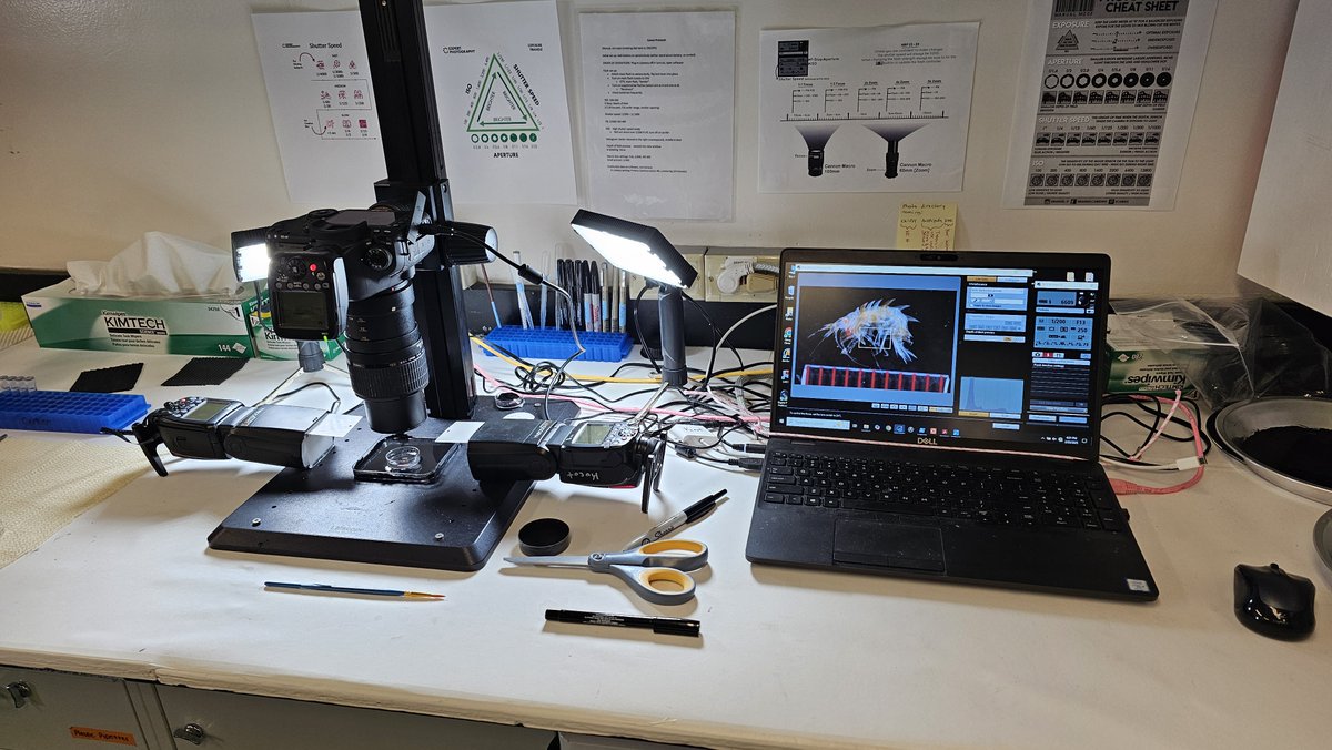 kmkocot's tweet image. Today's #IcyInverts blog post is about our efforts to take the best possible photos of live animals and meticulous data recording for each specimen.
icyinverts.com/shipboard-blog2
@UAMNH @DigInverts @iDigBio @GBIF @NSF #Peracarida #ConfusingCrustaceans #SweatTheSmallStuff