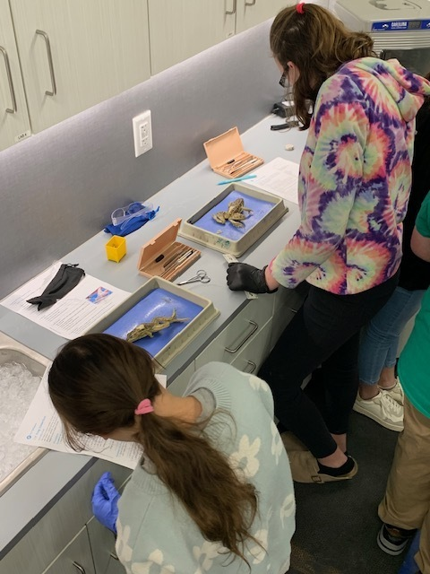 CCSCougarsKS's tweet photo. Seventh grade life science students dissected frogs. Through this activity, they gained valuable insights into their anatomy and physiology. https://t.co/hDx2zdgDpA