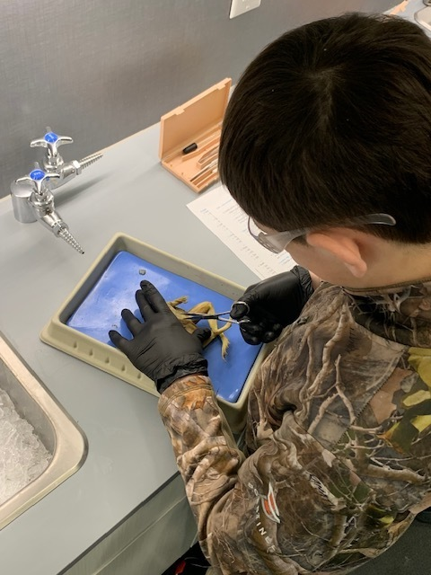 Seventh grade life science students dissected frogs. Through this activity, they gained valuable insights into their anatomy and physiology.