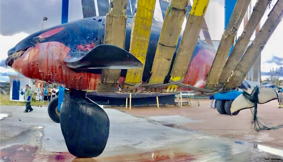 #Bycatch 

An orca drowned in bycatch.

US failure to enforce Marine Mammal Act protection for 50 years means millions of animals have needlessly died in bycatch.

Finally, conservationists have won a legal battle to enforce international rules on standards on seafood imports.
🧵