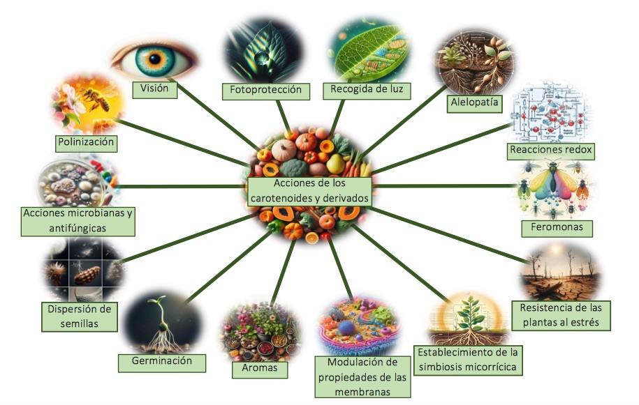 Ángeles Morón y Antonio Meléndez nos hablan de la versatilidad de los carotenoides y las ventajas que aportan.
Visita nuestra web para leer la monografía completa.
departamento.us.es/dgenetica/CaRe…
