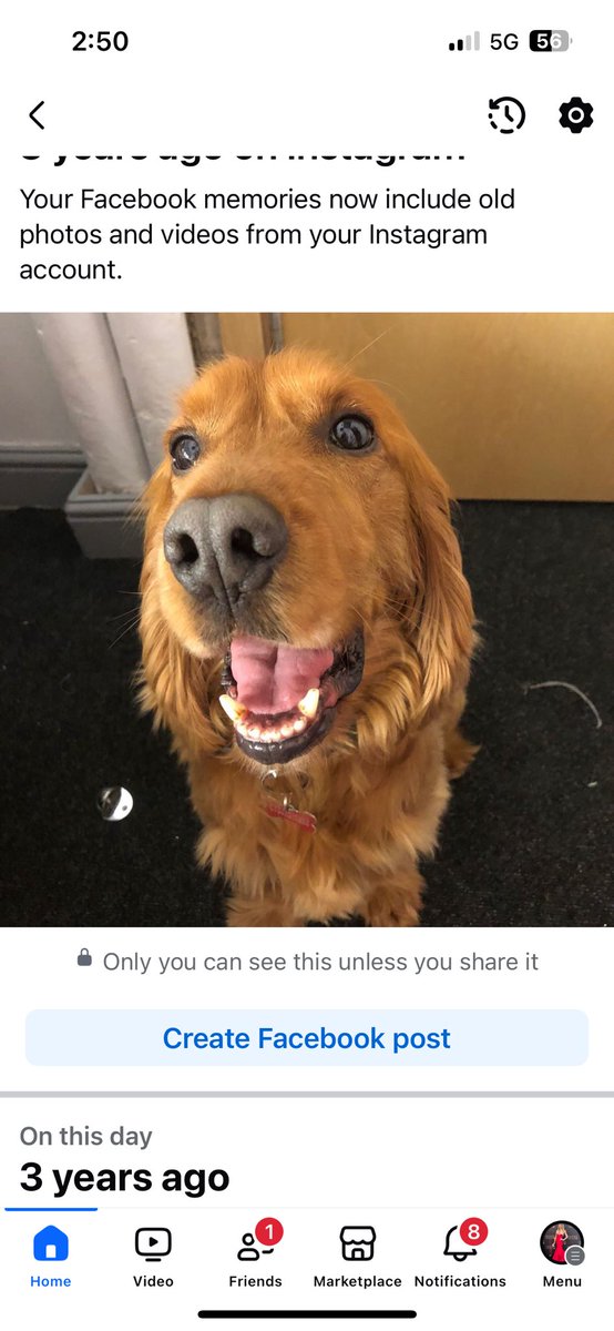 What a smile!!! Just to make you ALL smile. This is my Bailey Boy! Woof! 🐶 🩷💙 You’d love him <a href="/rickygervais/">Ricky Gervais</a>