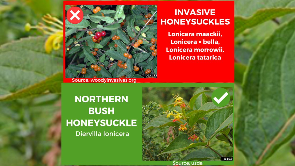 Invasive Species Week: Tree Tuesday Edition! Scroll through to view some common invasive species, vs. a native tree species you can plant instead! 

#TreeTuesday #InvSpWk #InvasiveSpeciesWeek