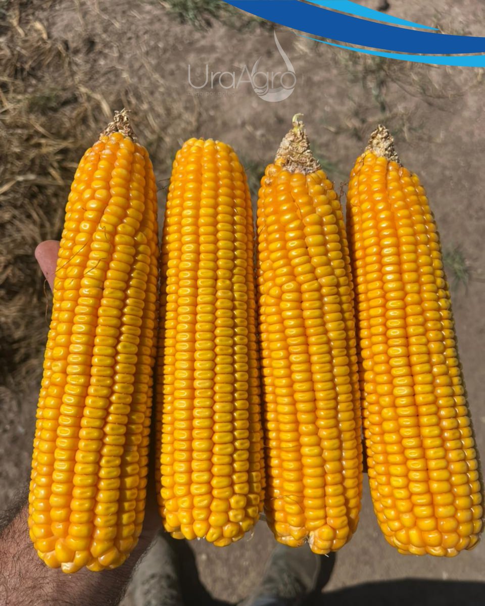 🌽 Presentamos los resultados obtenidos del cultivo de maíz en nuestra instalación de riego por goteo en Villa del Rosario. Se logró un rendimiento de 160 qq/ha, aplicando una lámina de riego de 320 mm/ha a lo largo de toda la campaña.
