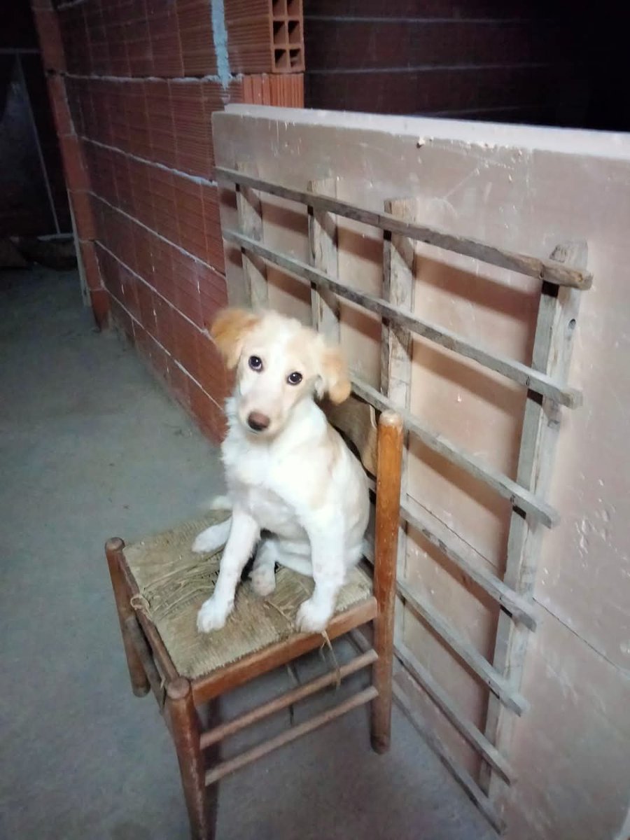 Ennesimo post per la piccola Neve 🥺❤️
🔴 L'ULTIMA DELLA CUCCIOLATA 🥺🔴
Neve 🥺❤️
Tutti i suoi fratellini e sorelline sono andate a casa per lei non è arrivata nessuna richiesta perché?
Cosa ha che non và questa piccolina 🥺
Cucciola di 4 mesi taglia media da adulta buona e